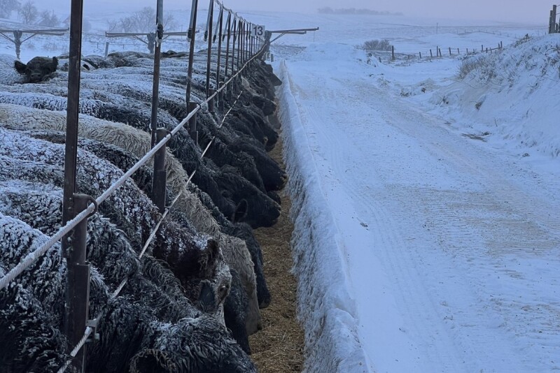 Cold.feedbunk.jpeg