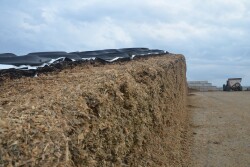 Ensure you have enough old-crop silage on-farm.