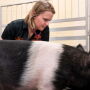 Vet checking a showpig
