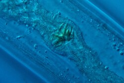 Solve yield loss due to widespread nematode pressure 