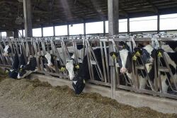 Just because a heifer can get pregnant to calve at 21 months doesn’t necessarily mean she should be bred that early. 