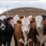 American Hereford Association (AHA) Hereford Feedout Program.
