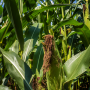 Agriculture producers with Federal crop insurance for crops in transition to organic or a certified organic grain or feed crop are eligible to receive premium assistance from the USDA for the 2023 reinsurance year.