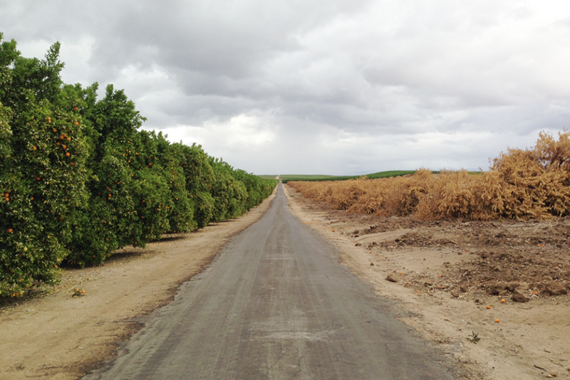 California citrus groves with and without water