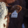 Premium Red Baldy