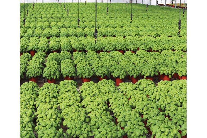 Herb sales “are doing very well” for Rocket Farms Herbs, says president Nick Bavaro. The company has seen a 38% uptick in sales over the past few months.