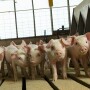 Pigs