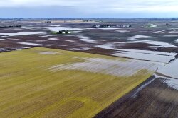 Flooding in recent weeks has lead to replant in some areas.