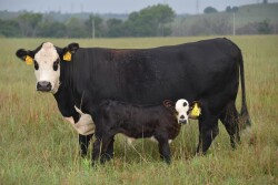 Management can help reduce pinkeye