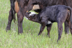 Suckling calf