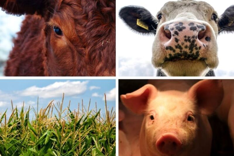 Dairy Beef Cattle Pigs Corn