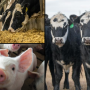 Livestock