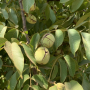 The UC Wolfskill walnut will allow growers to harvest earlier and still provide quality, yield and color of the state’s leading variety. 