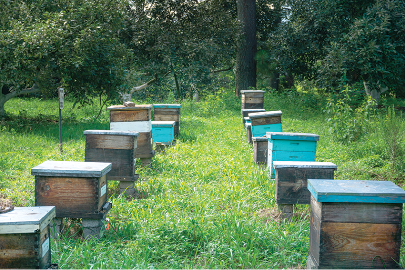 Oke Hives