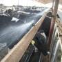 Juan Piñeiro, assistant professor and extension dairy specialist with Texas A&M recommends providing enough shade and drinking water to all milking cows, dry cows and heifers.