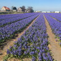 The Netherlands is the most-expensive country to buy farmland in Europe.