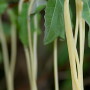 Spaghetti Farming Hoax