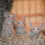 Kittens in a barn by Jennifer Shike