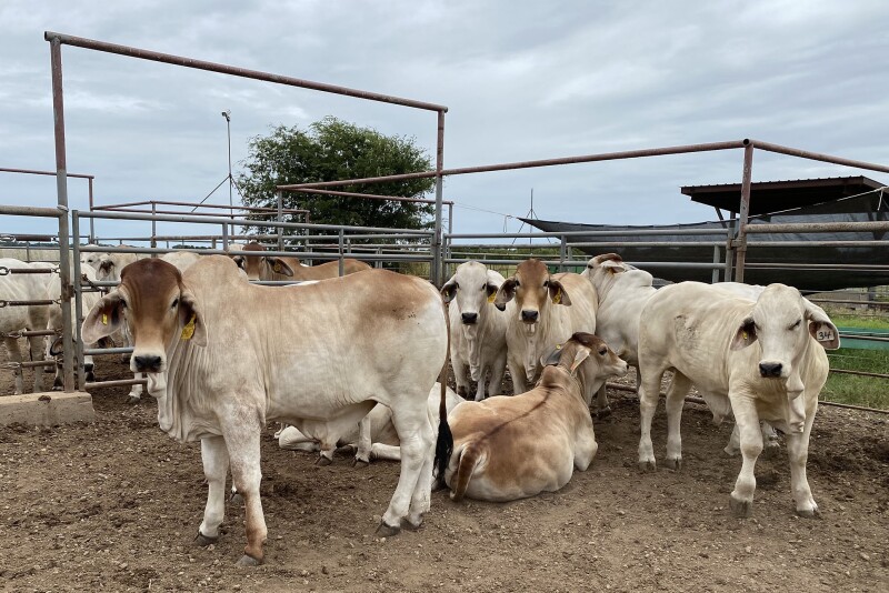 Brahman at BCS