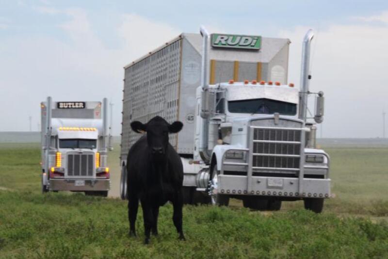 Cattle marketing 