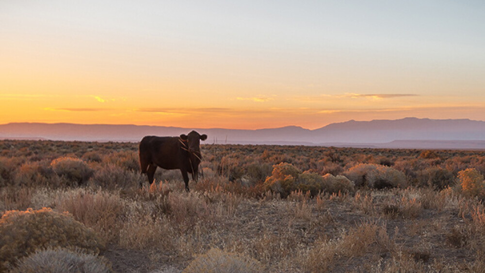 BLM range