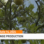 Orange trees