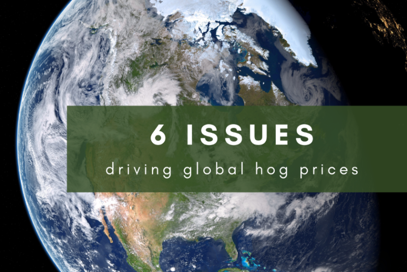Global hog prices