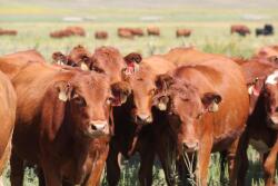 Replacement heifers
