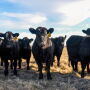 weaned calves.jpeg
