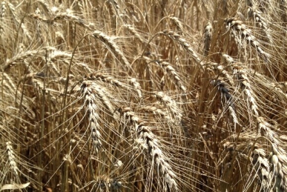 wheat