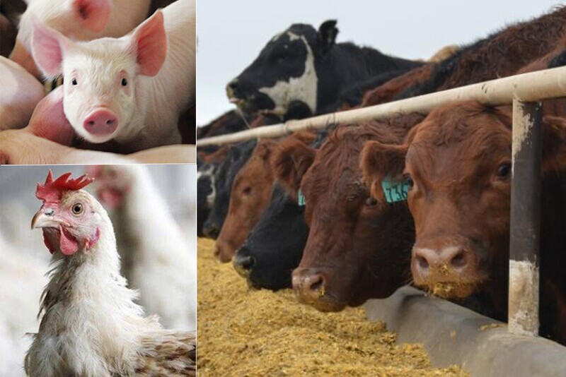 Cows Poultry Hogs