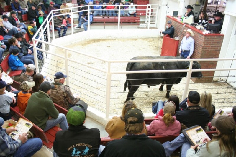 BT_Bull_Sale
