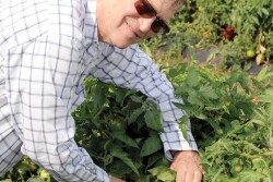 Chuck Weisinger, president and CEO of Weis-Buy Farms Inc., says wind problems in January caused a February downturn in Florida tomato supplies. 