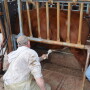 Cow-calf producers should have a veterinarian perform a breeding soundness exam annually on bulls to ensure females will be bred.
