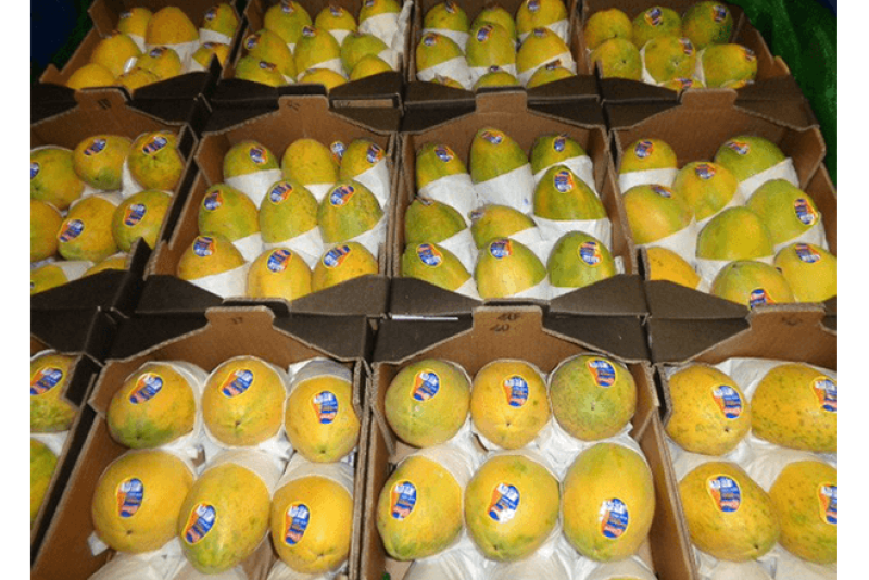 Brazilian papayas are back on track for export.