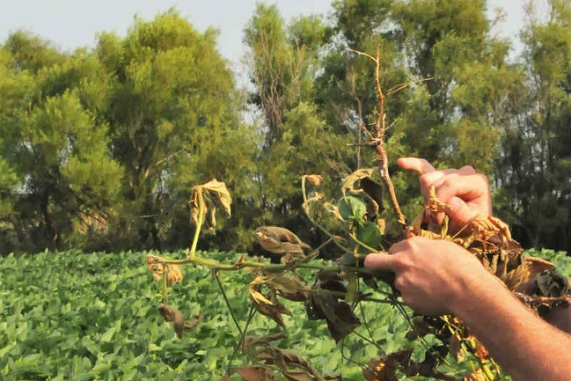 Phytophthora root rot in Ilinois soybeans