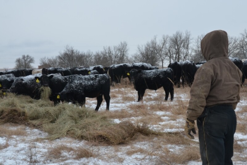 BT_Winter_Cattle_Feeding