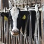 Holstein