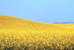 Canada is the world’s top grower of canola, and China is the No. 1 destination for exports of the oilseed.