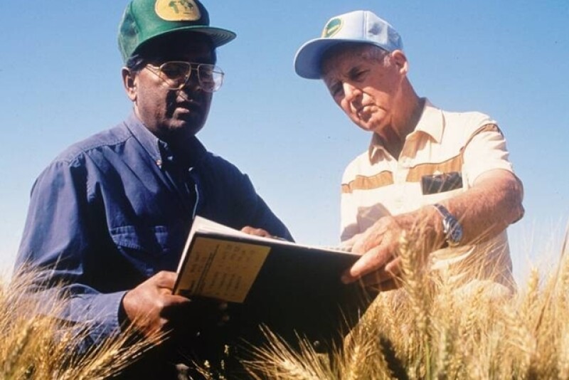 rajaram_borlaug_field_in_mexico_credit_to_gene_hettel