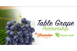 jasmine grape