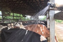 Run sprinklers about one minute—just enough to wet the cows. Shut off for five to 20 minutes to allow cows to dry and cool.
