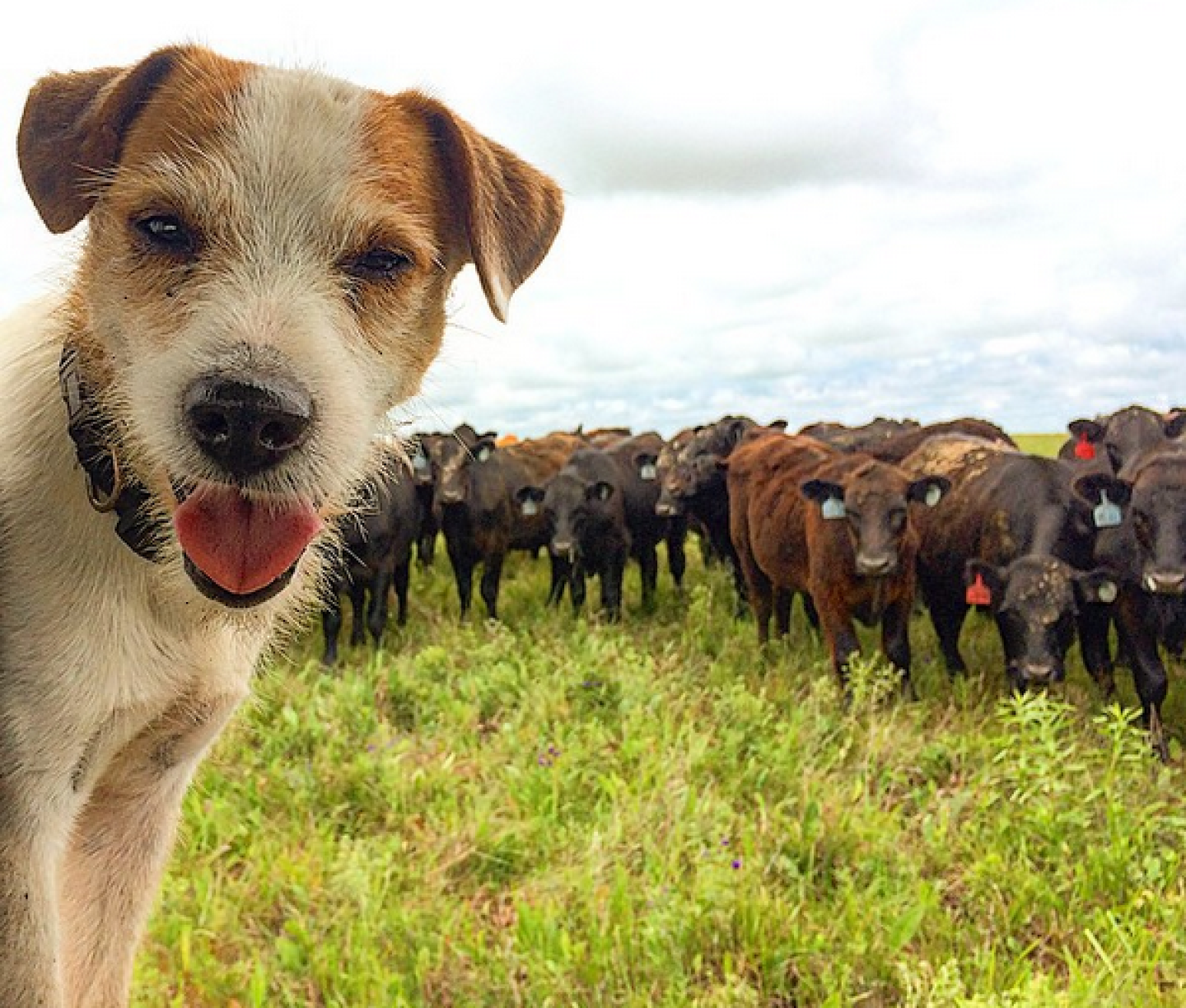 Farm_Dog