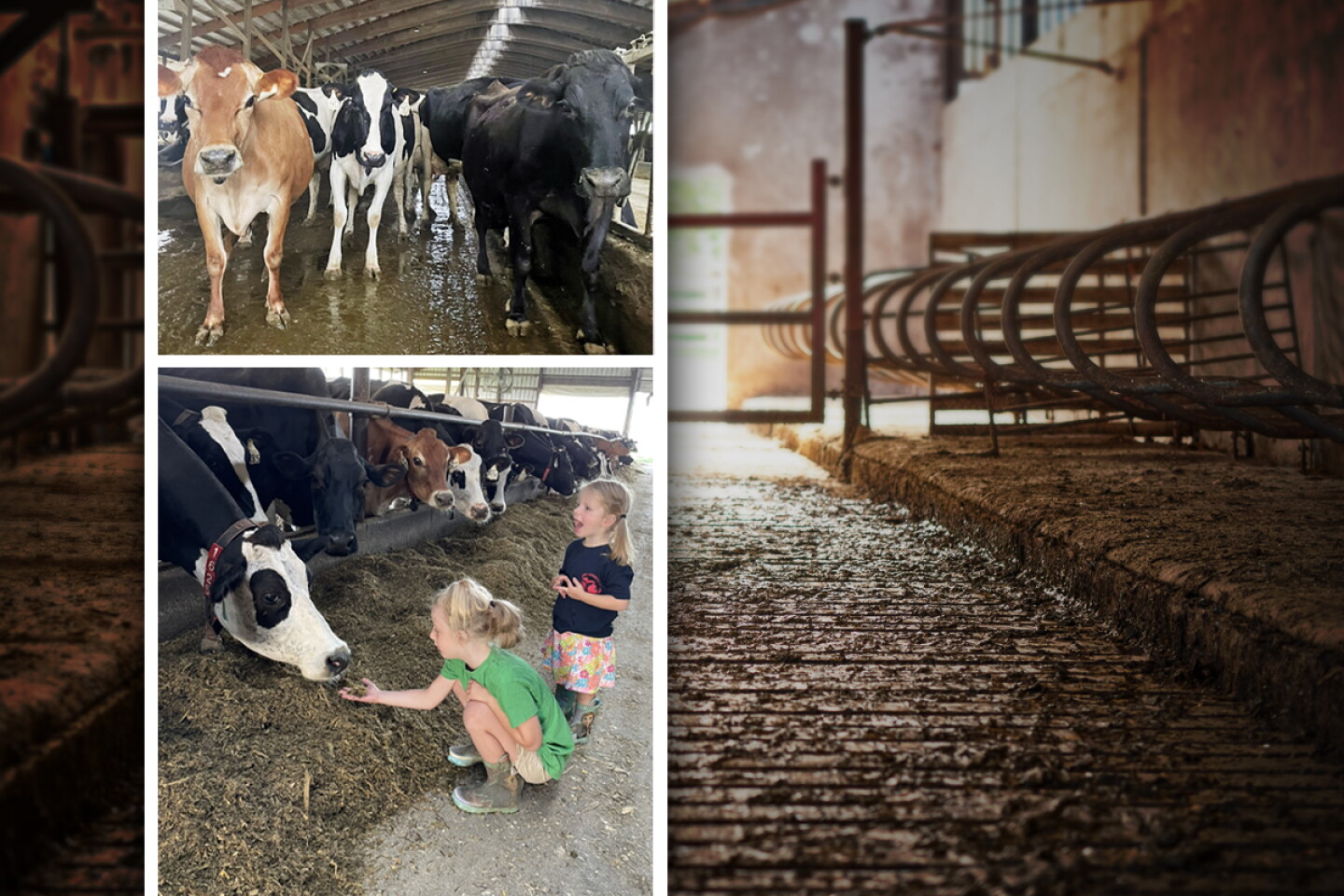 Life After Cows: One Family’s Decision to Choose a Different Future