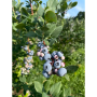Michigan blueberries