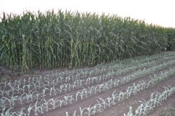 As ethanol demand declines, farmers are questioning what's the outlook on growing corn with less demand. John Phipps answers in Customer Support. 