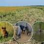 At least 6.3 million wild pigs populate 39 states. Prolific breeding demands 50% to 75% of the population must be killed each year to keep the situation in check.