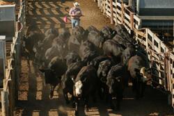 Cattle auction