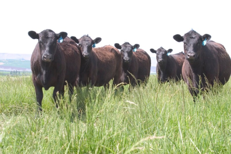 Angus heifers