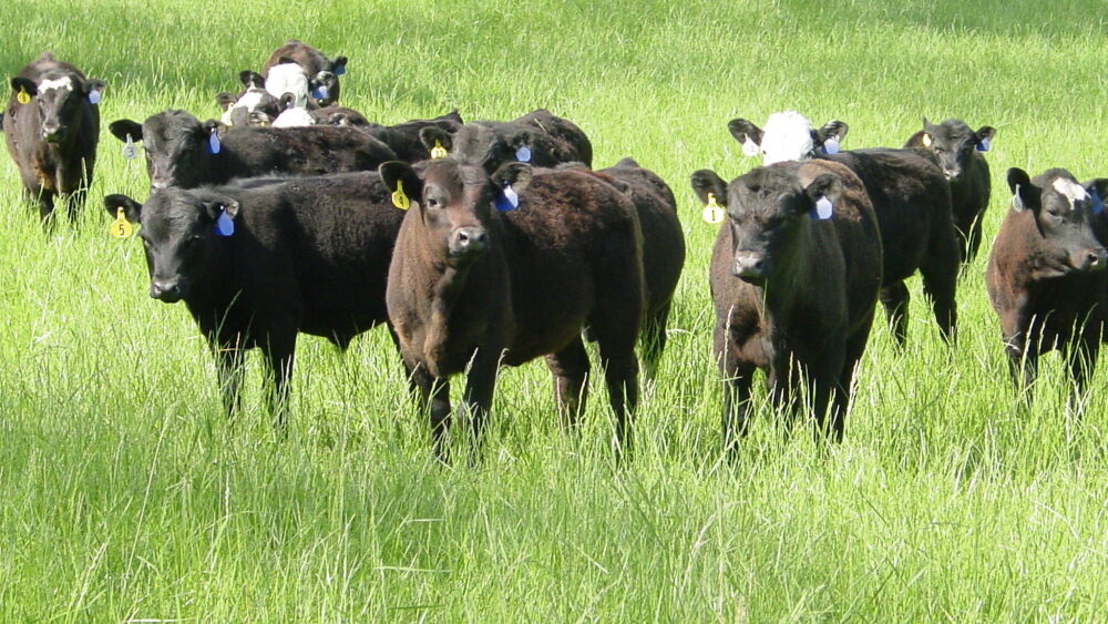 Feeder Cattle